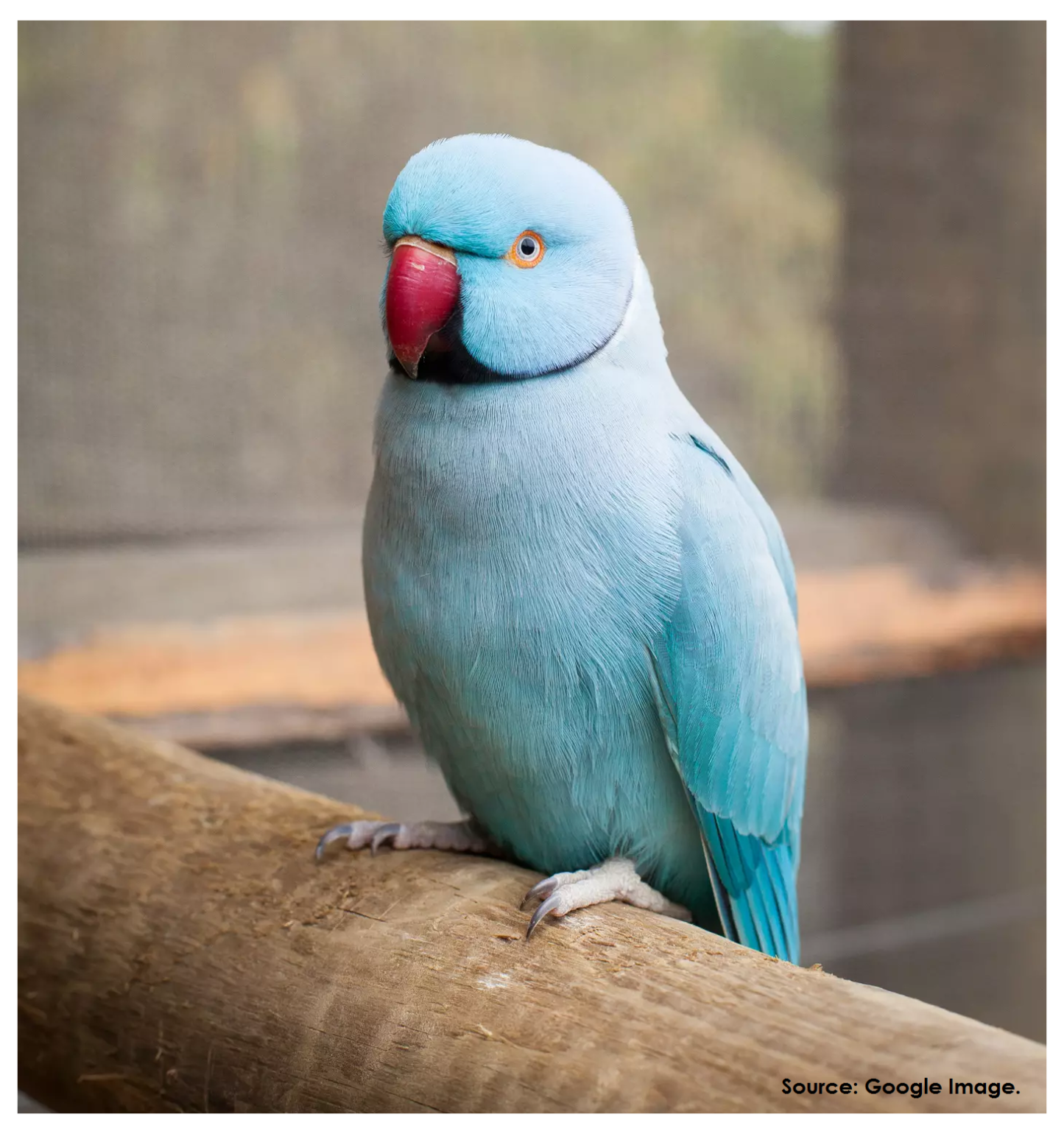 Indian Ringneck Parakeet - Birds.com